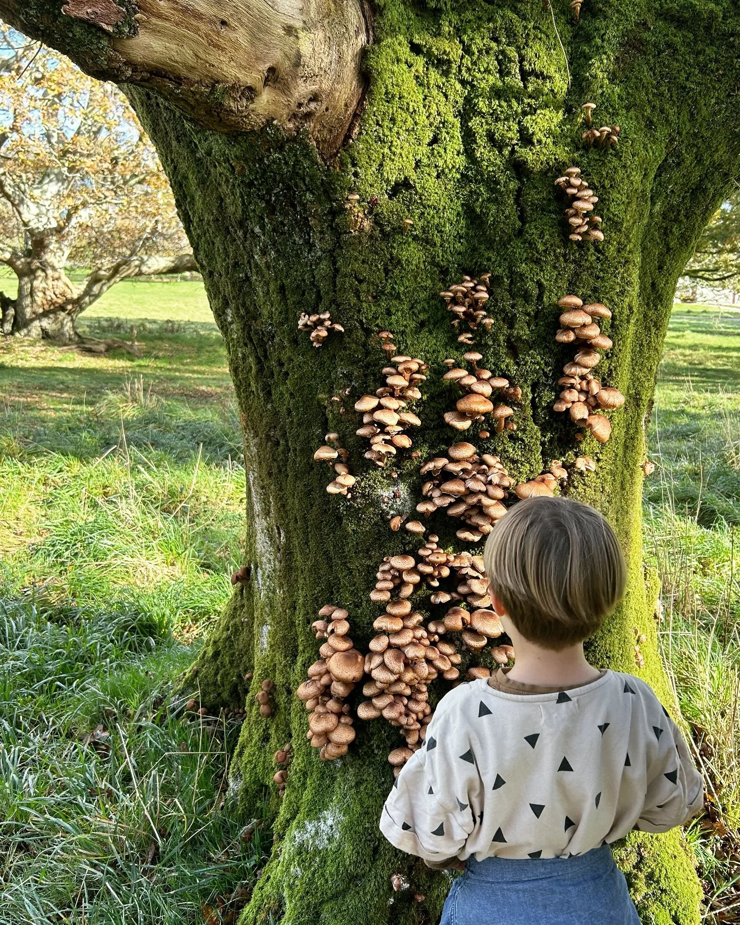Mushroom hunting at Lanhydrock National Trust 🍄‍🟫
Sunny Autumn days spent in nature! 
#thisisnaturallylearning