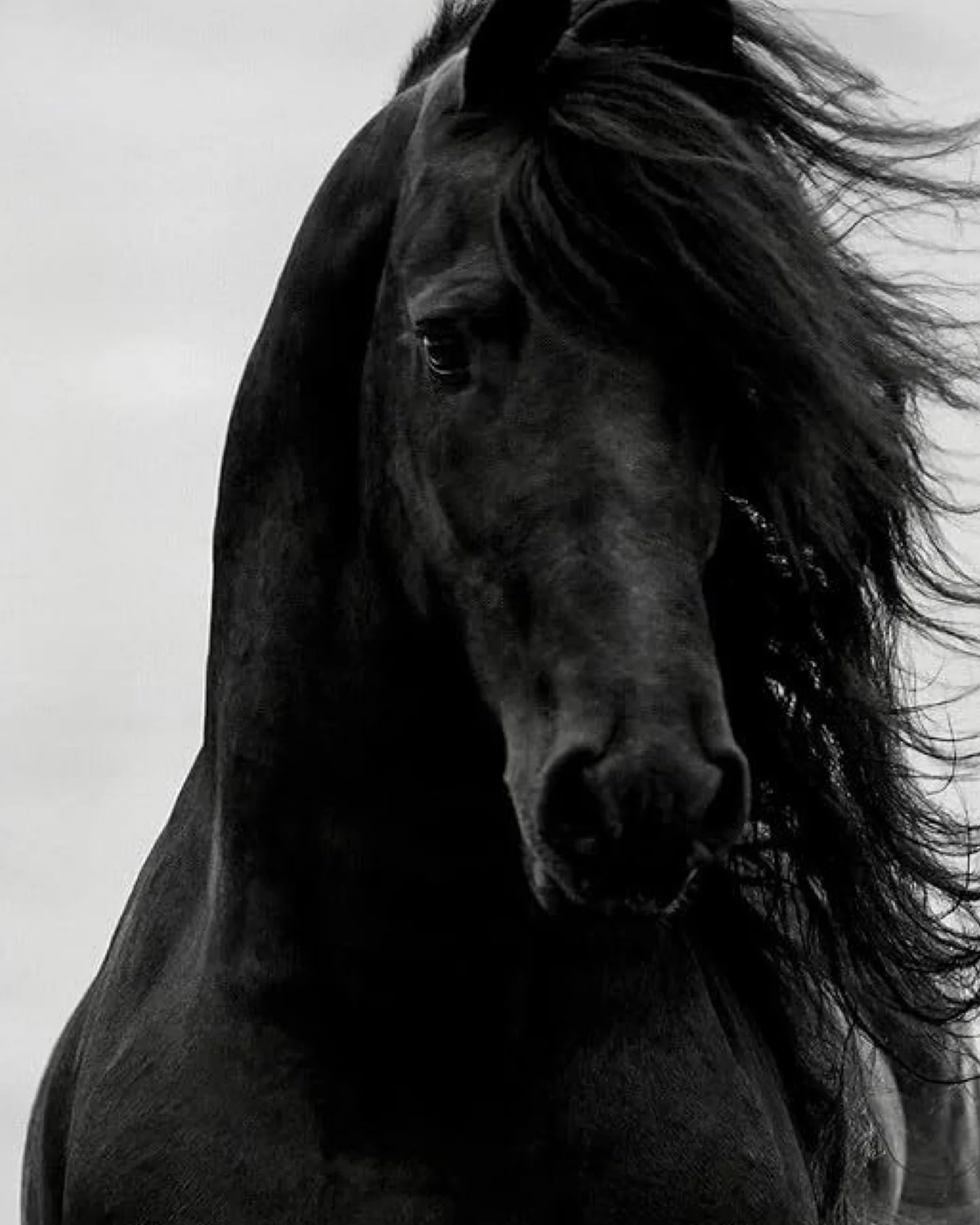 Currently.

Power in motion.
Unpolished edges.
Confidence that doesn&rsquo;t ask permission.

A fitting way to begin the Year of the Horse