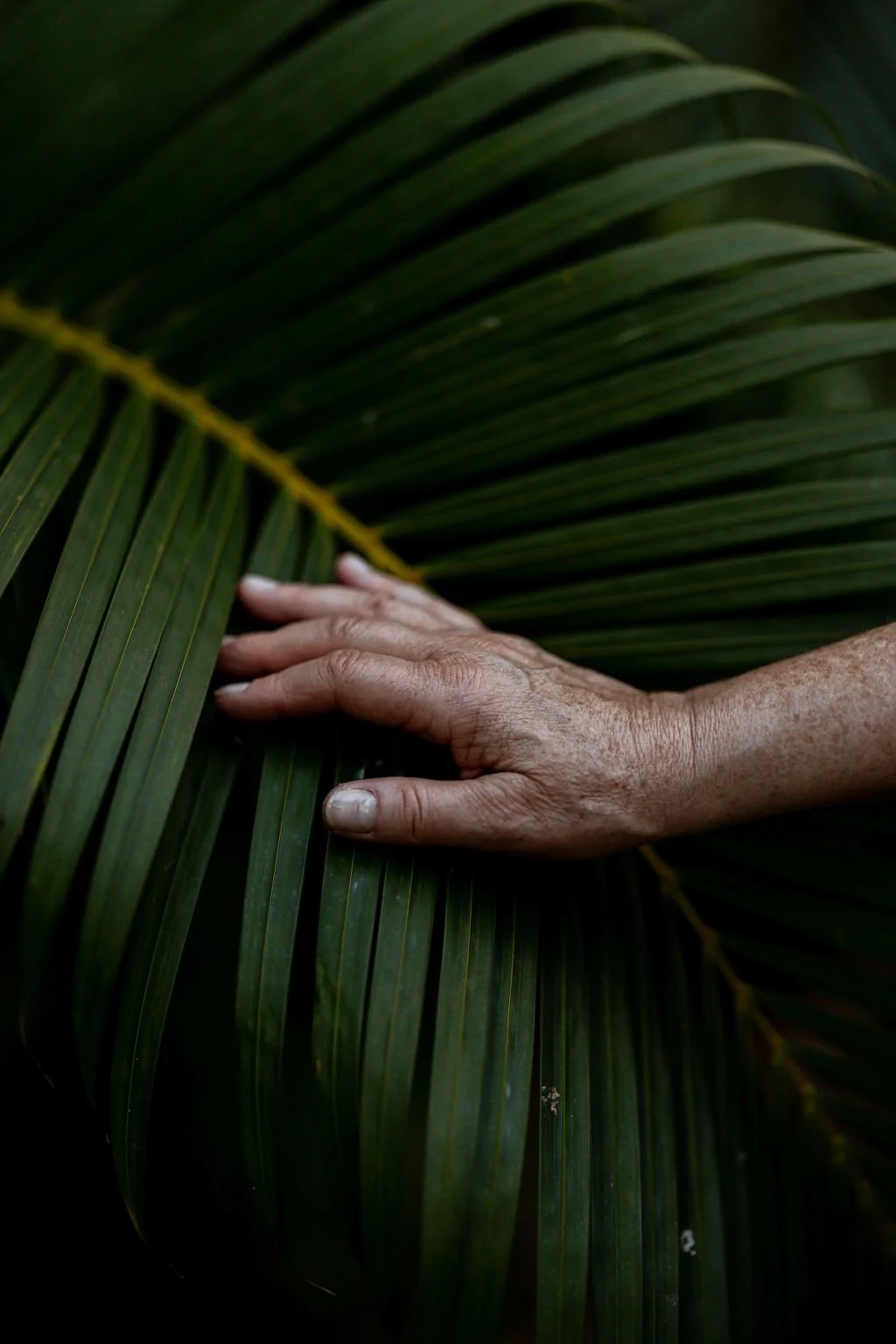 Hand touching a large green palm leaf.