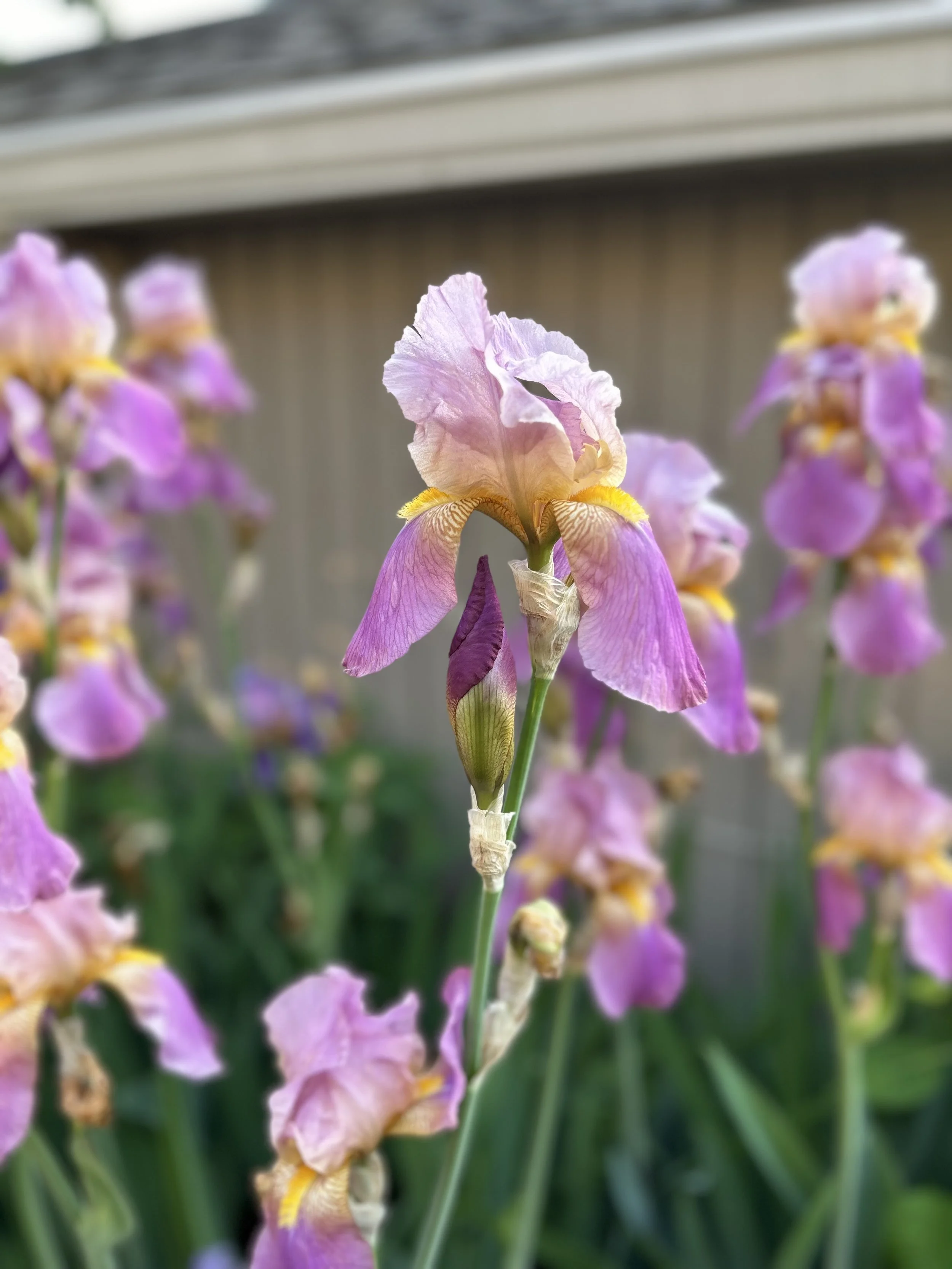 Ayurvedic Treatments: A Pop Up with Dayna Holli