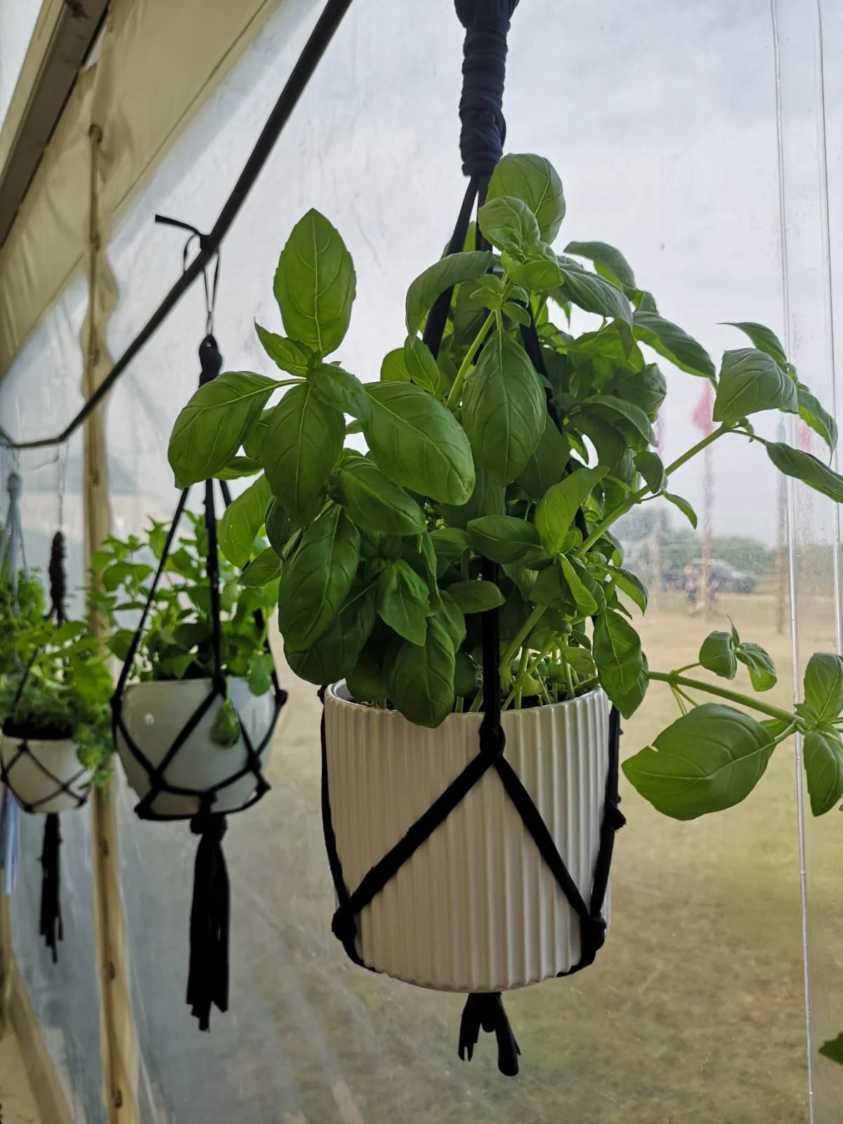 Macrame Workshop: Plantehængere