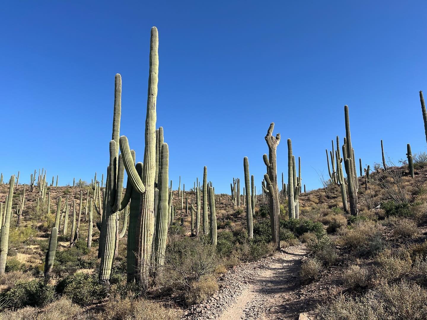 We had the chance to visit our Tucson client for some spring exploring, and we didn&rsquo;t want to leave. The trip included cycling through saguaros at Sweetwater Preserve and along the 137-mile paved Loop path, stargazing at Spencer&rsquo;s Observa