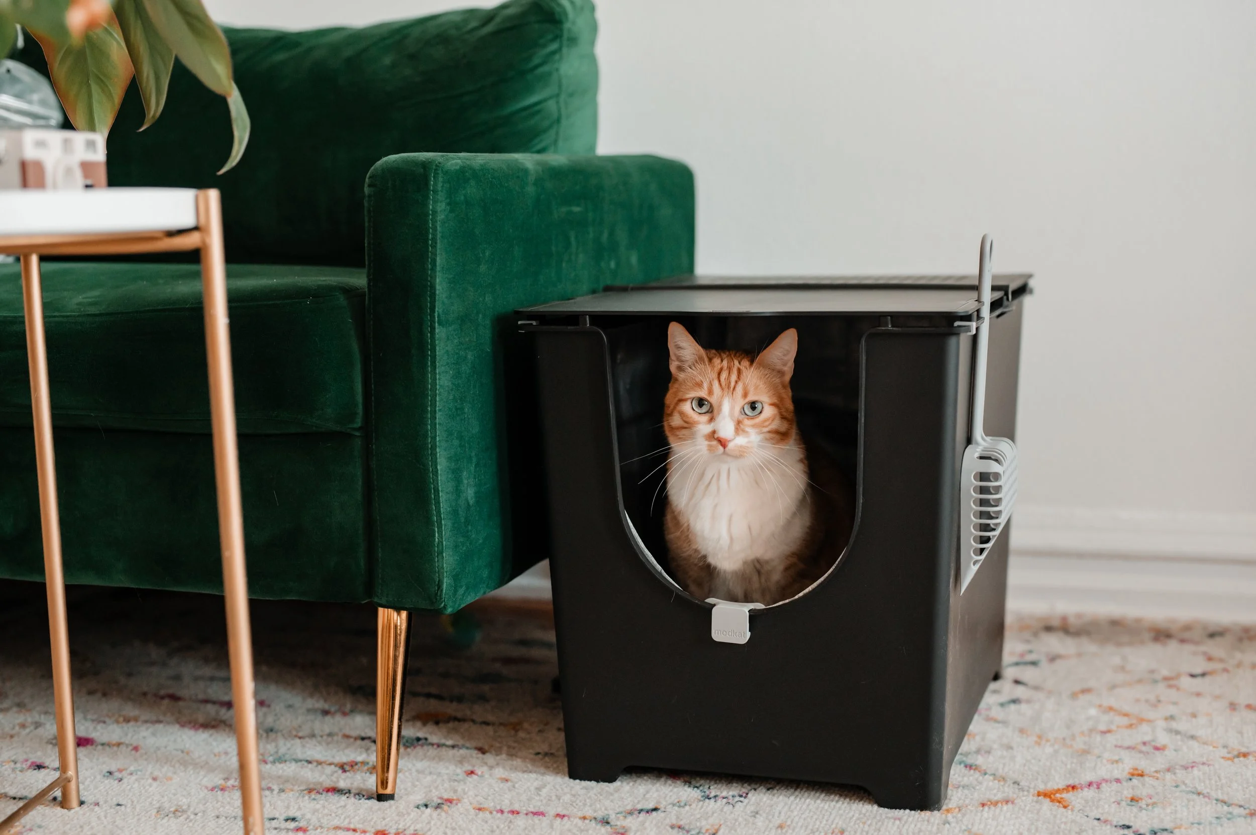 Modkat