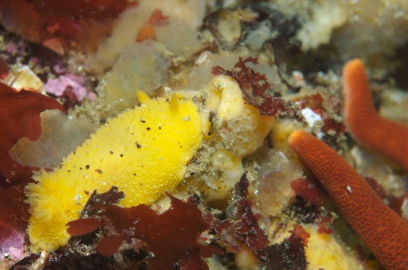 Doris montereyensis - 4