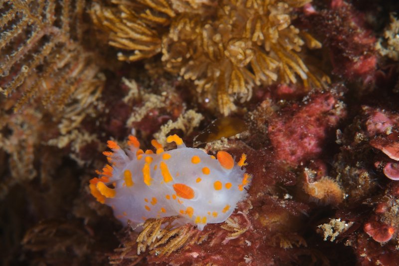 Triopha catalinae