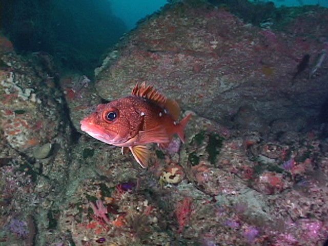 Starry Rockfish