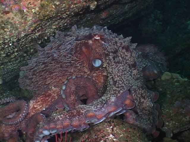 Giant Octopus