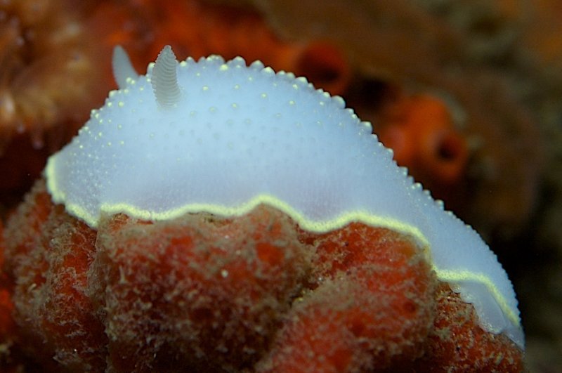 Cadlina luteomarginata - 22