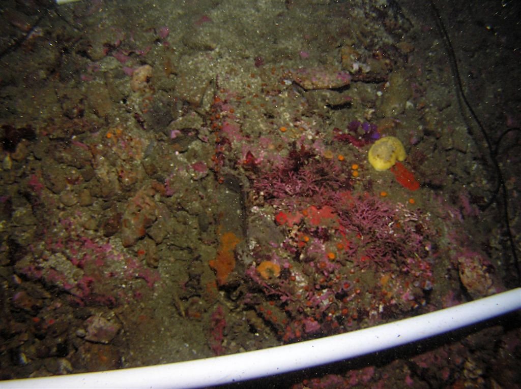 Section 3 - Lower right 25% had most visible life; Pink correline algae;
1 Peltodoris nobilis;
iridescent algae beside nudibranch;
orange cup coral surrounding algae;
orange encrusting sponge 10% coverage