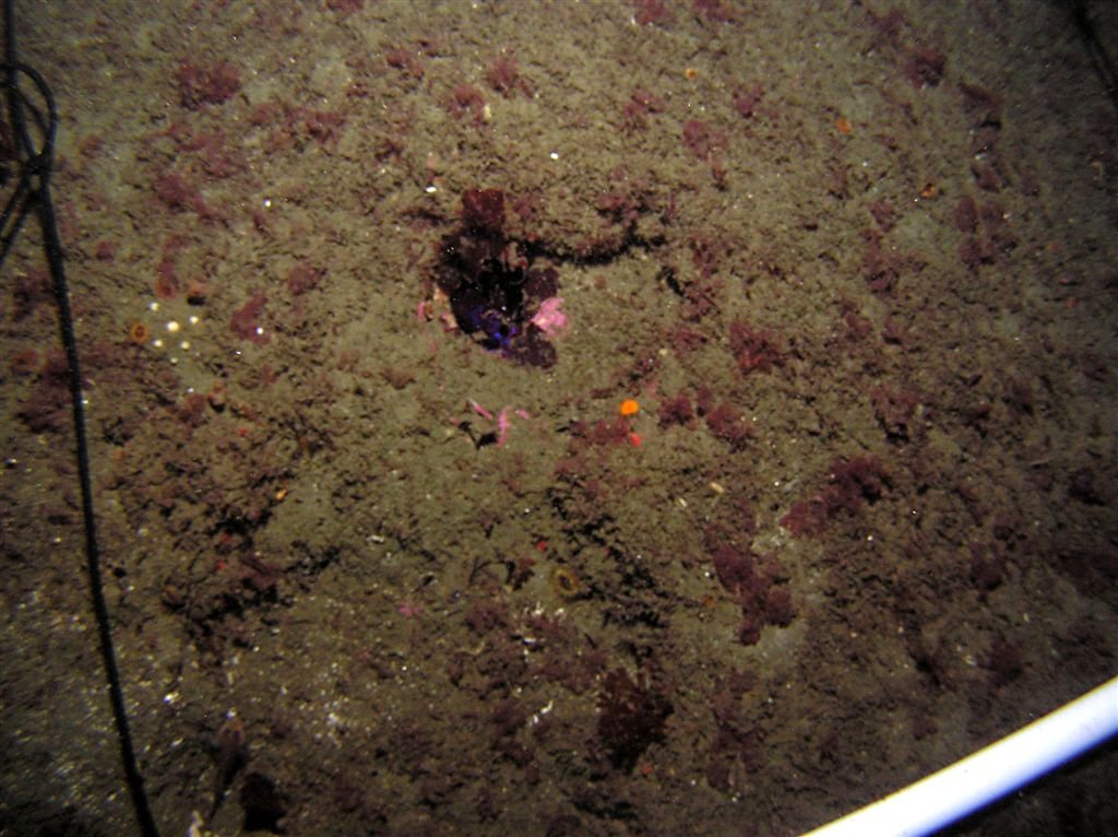 Section 8 - Generally empty with exception of clam hole filled with algae;
1 orange cup coral;
small group of aggregating nipple sponges