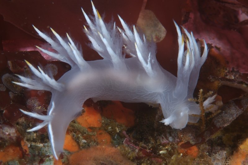 Dendronotus albus
