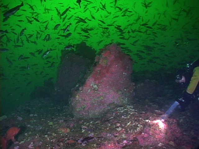 Beto and the Blue Rockfish