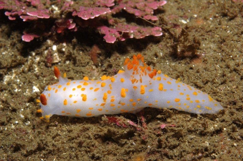 Triopha catalinae