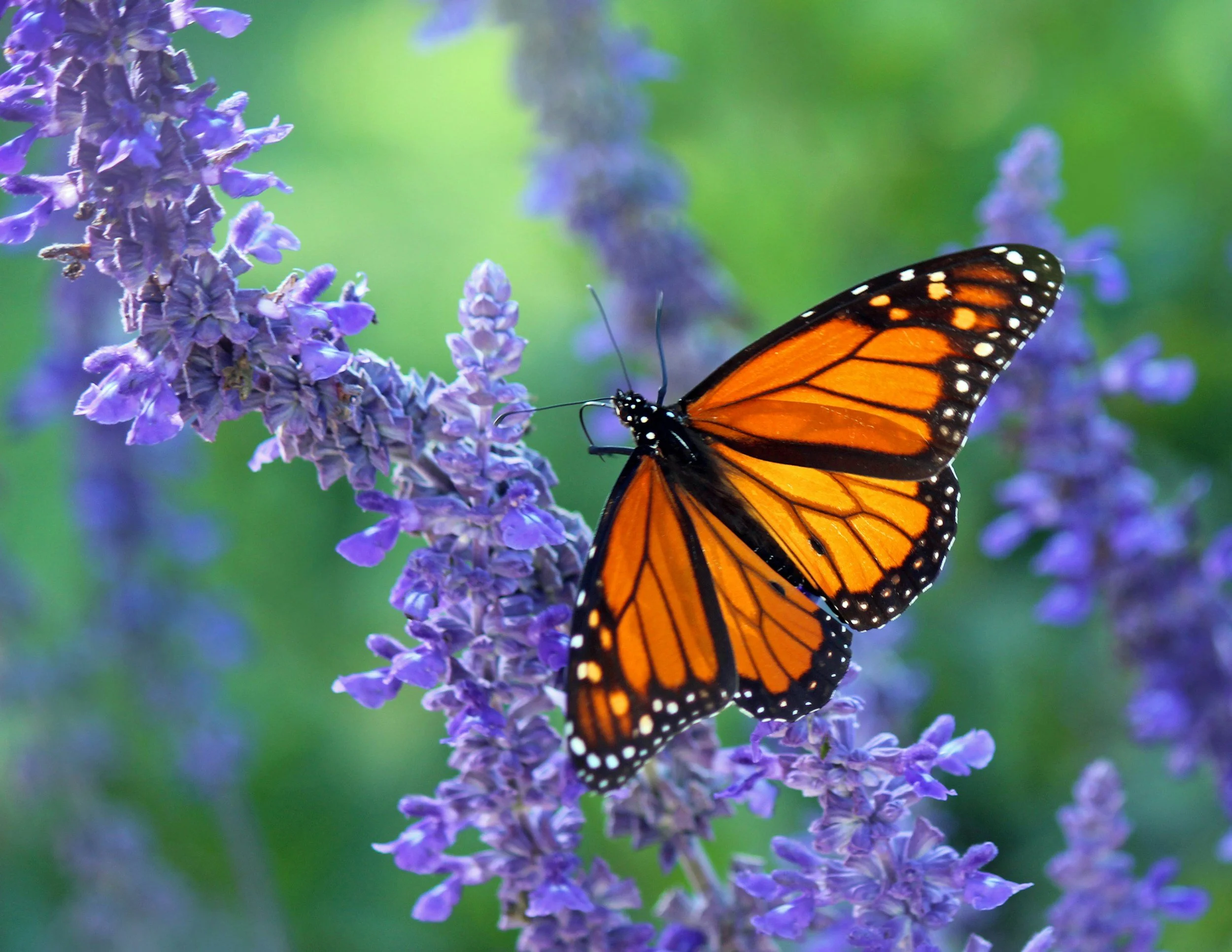 Monarch butterfly resting on purple flower