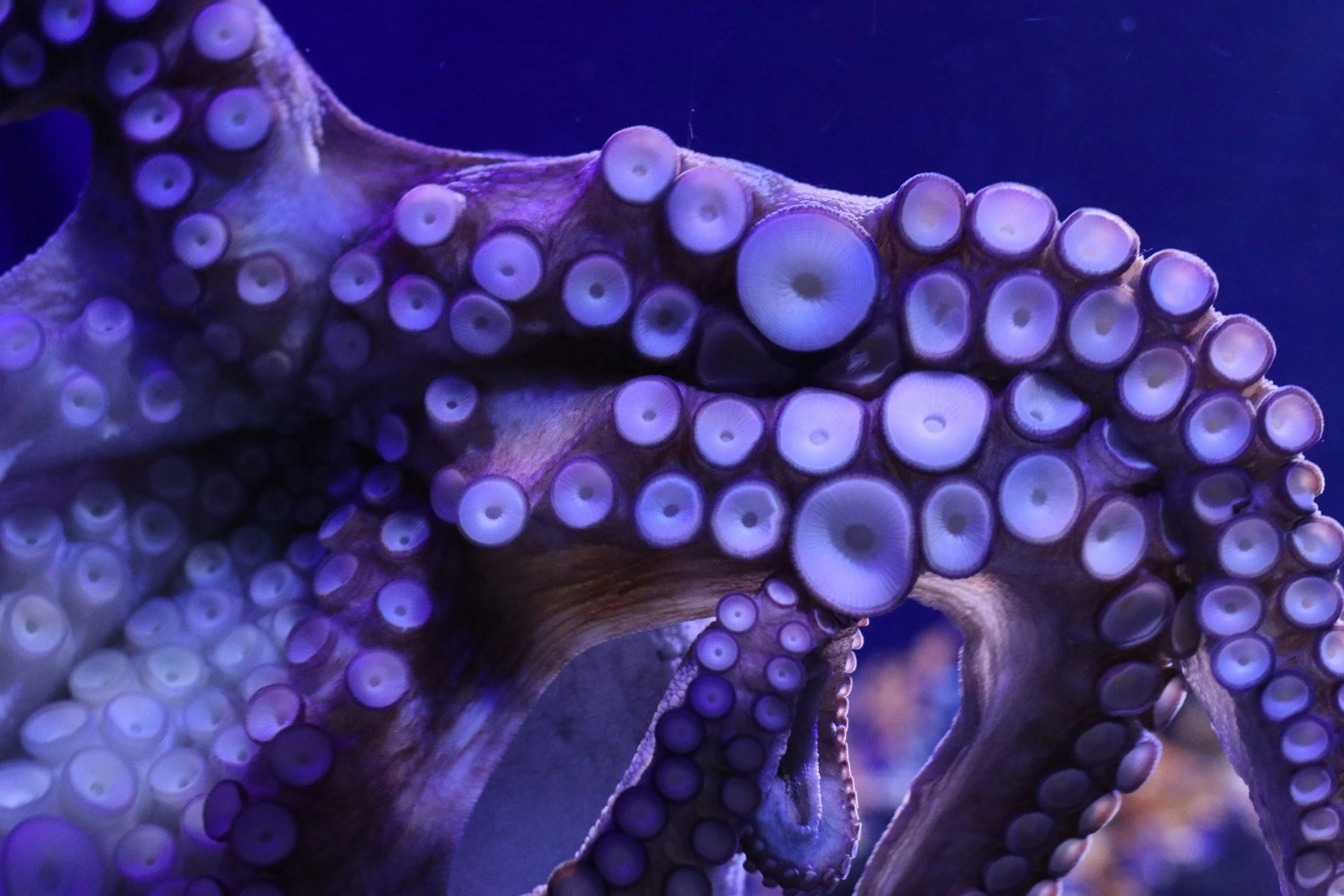 Close up of octopus suction cups
