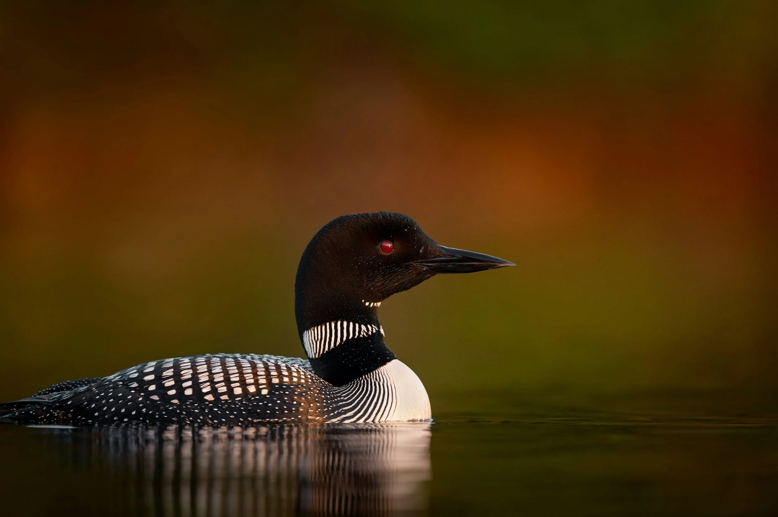 Loon floating in water