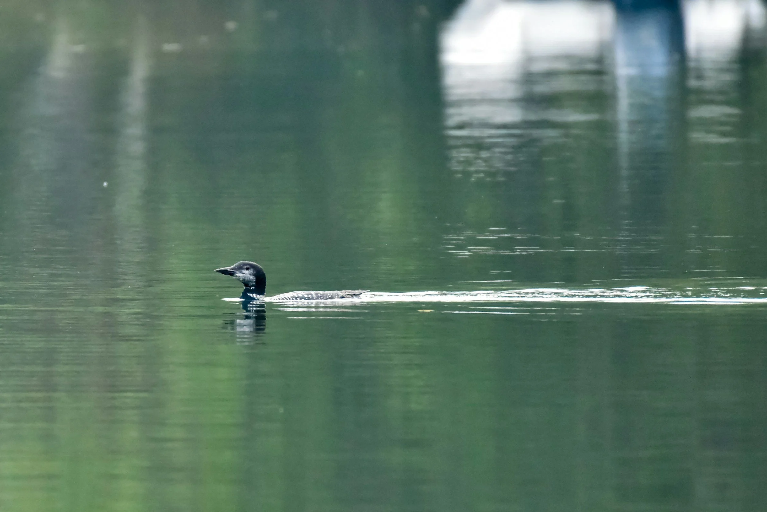 Loon swimming with head just above water