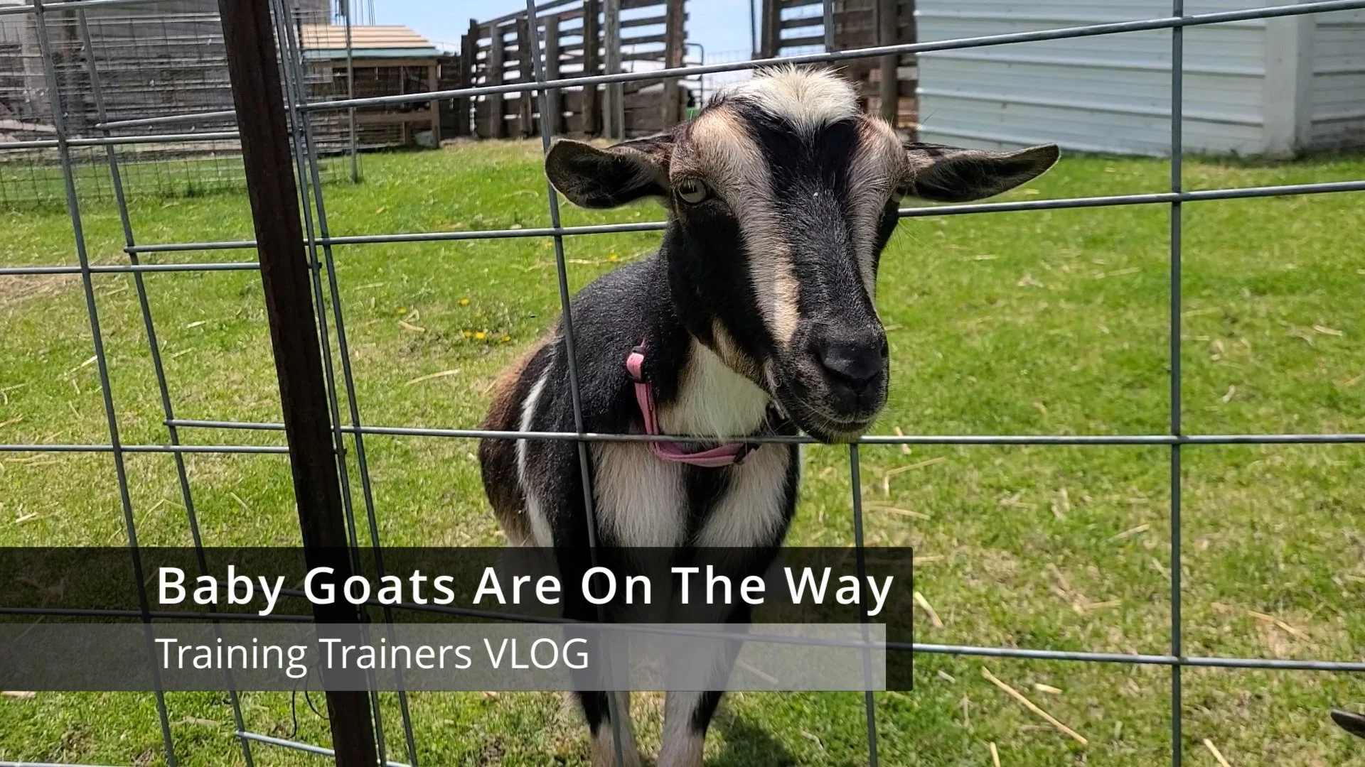 Baby Goats Are On The Way