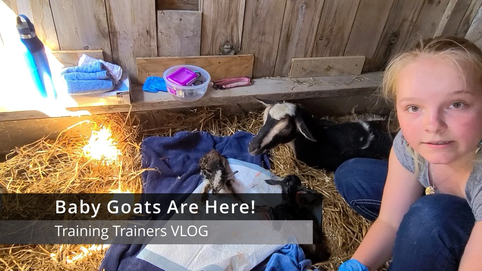 Baby Goats Are Here!