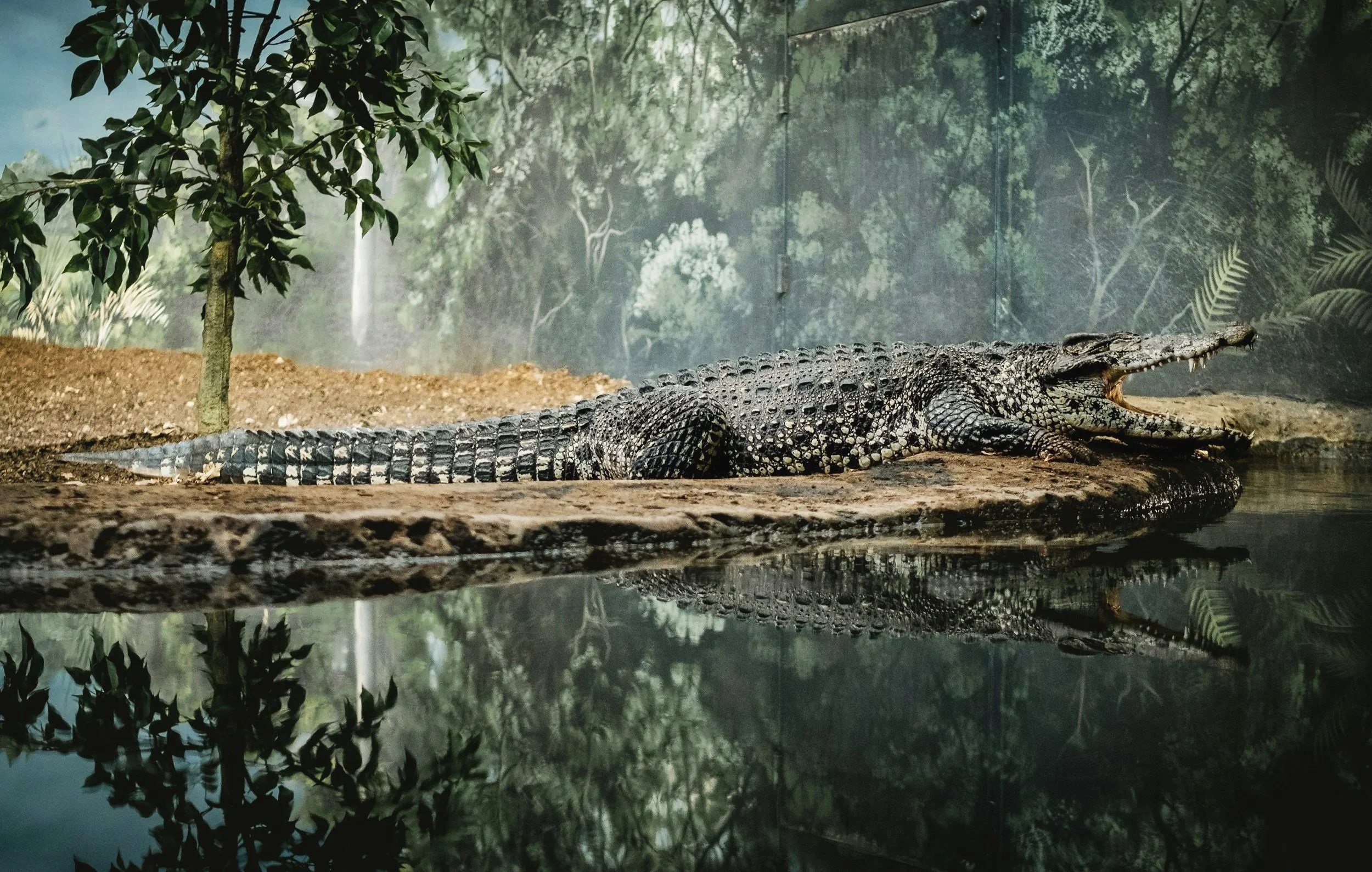 Crocodile in Swamp