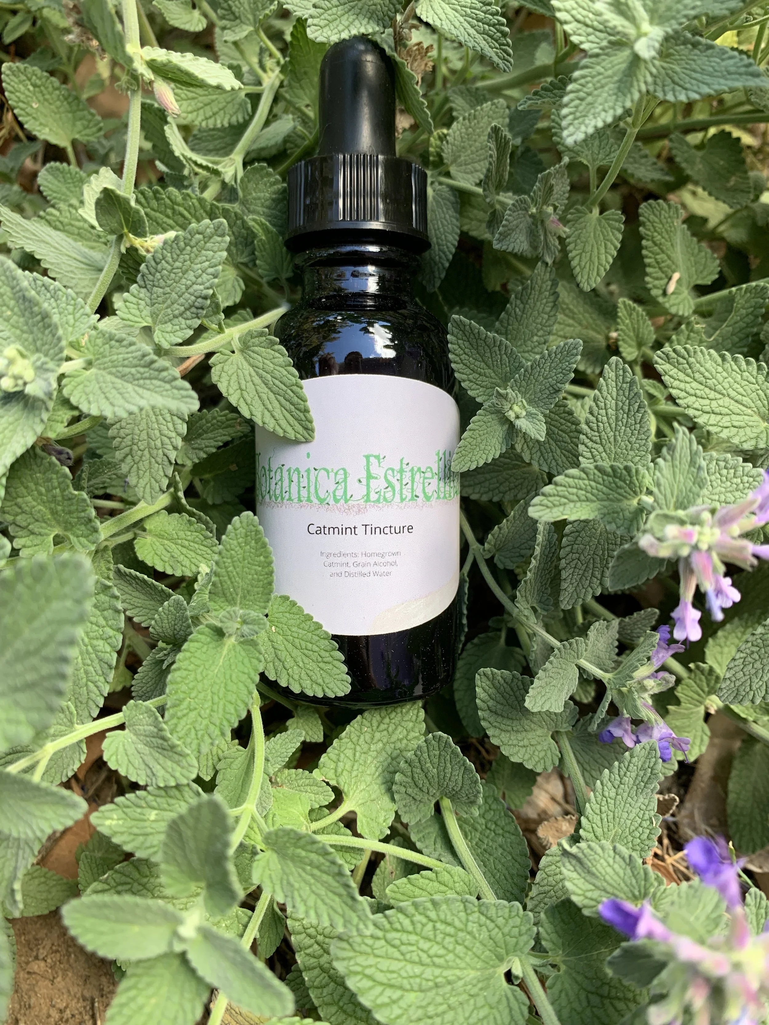 Catmint Tincture