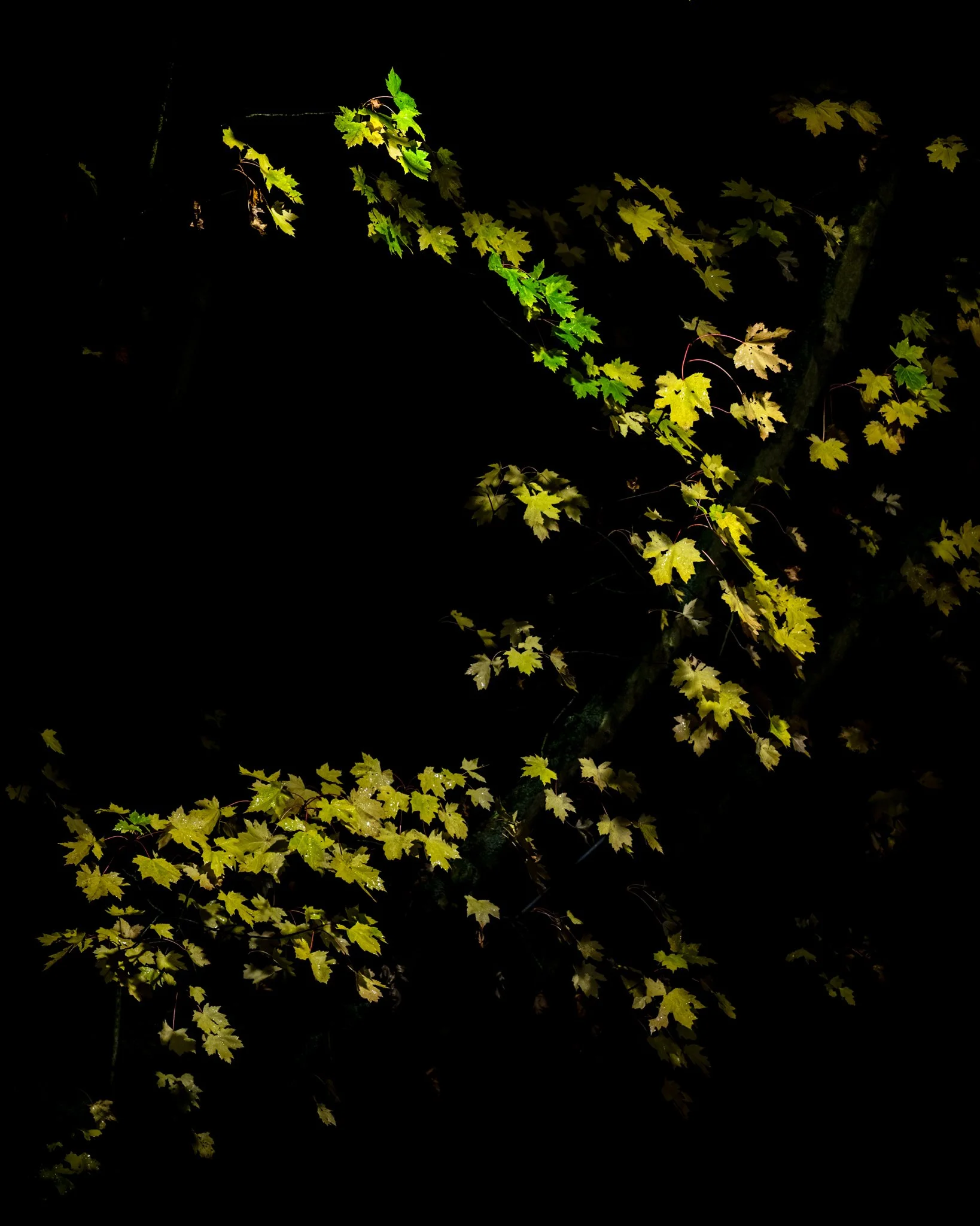 Leaves_synthesis_Wildridings_141124-4883-FB-4883.jpg