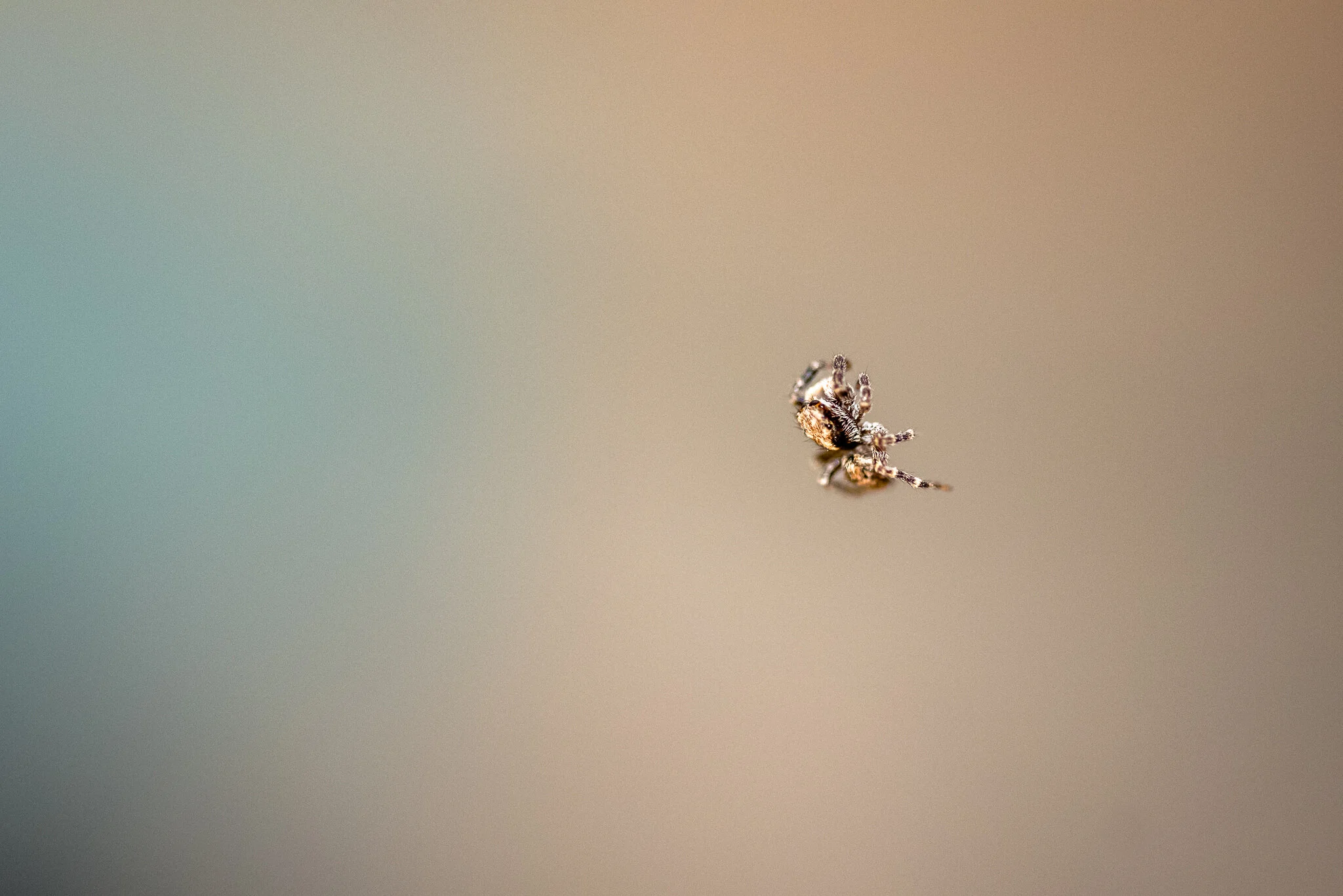 Spider-2755.jpg