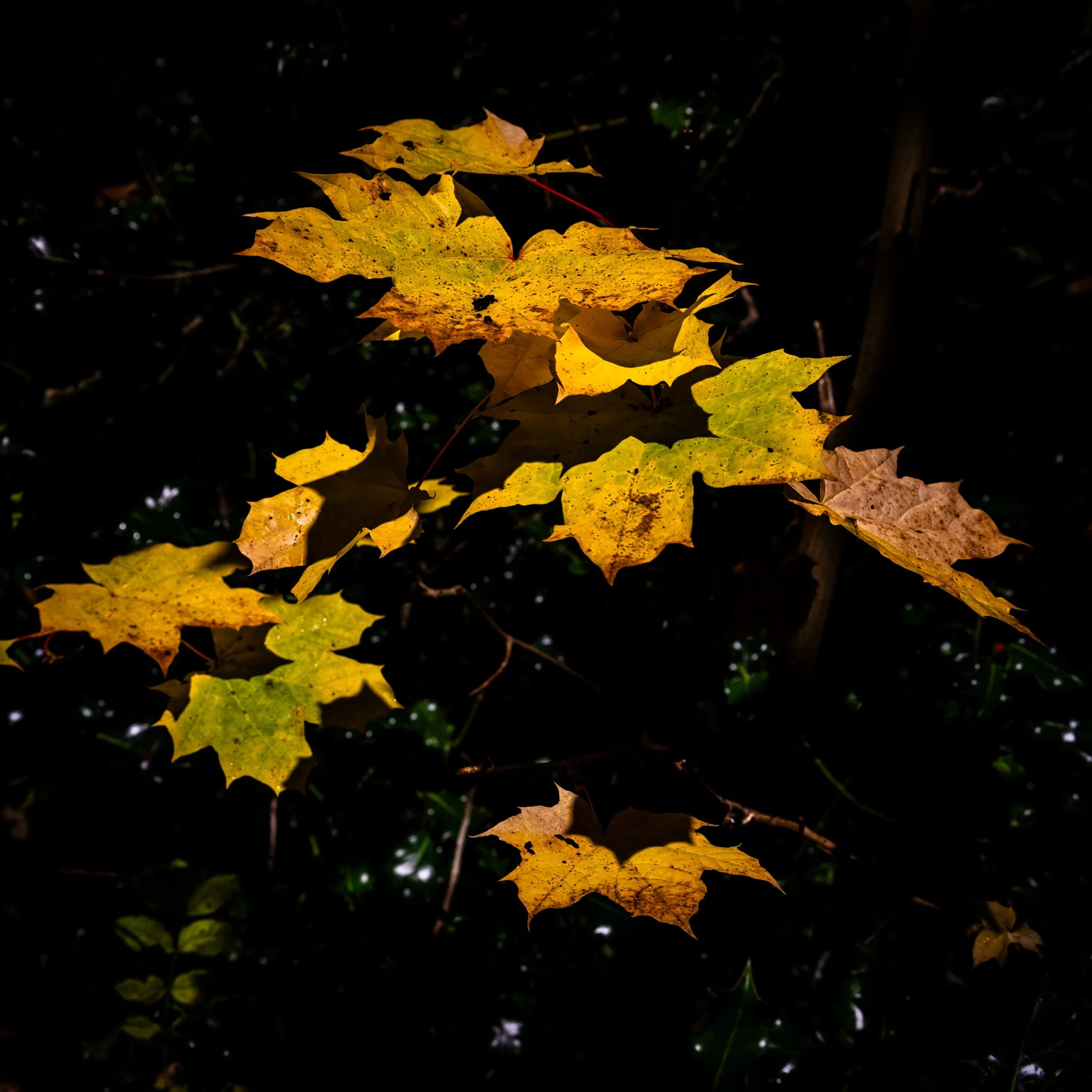 Leaves_synthesis_Wildridings_141124-4857-FB-4857.jpg