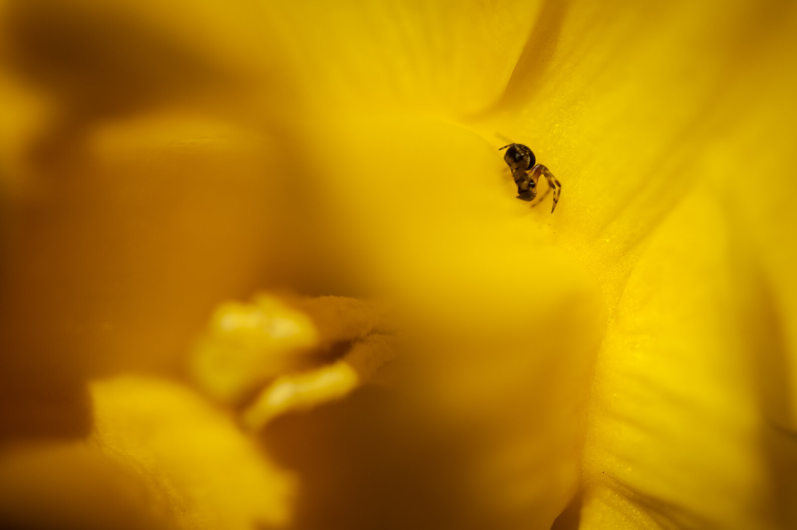 spider-daffodil-4606.jpg