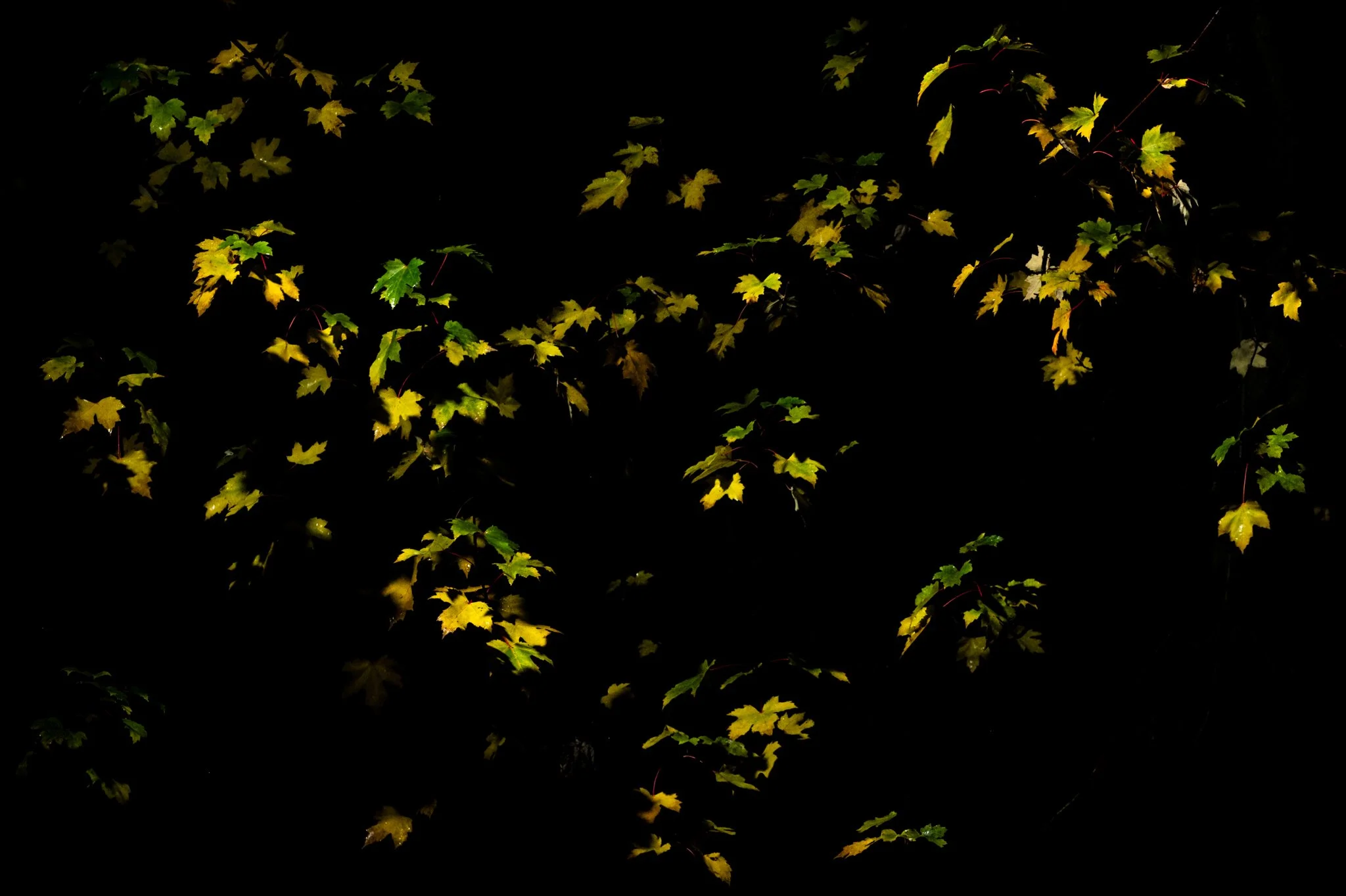 Leaves_synthesis_Wildridings_141124-4905-FB-4905.jpg