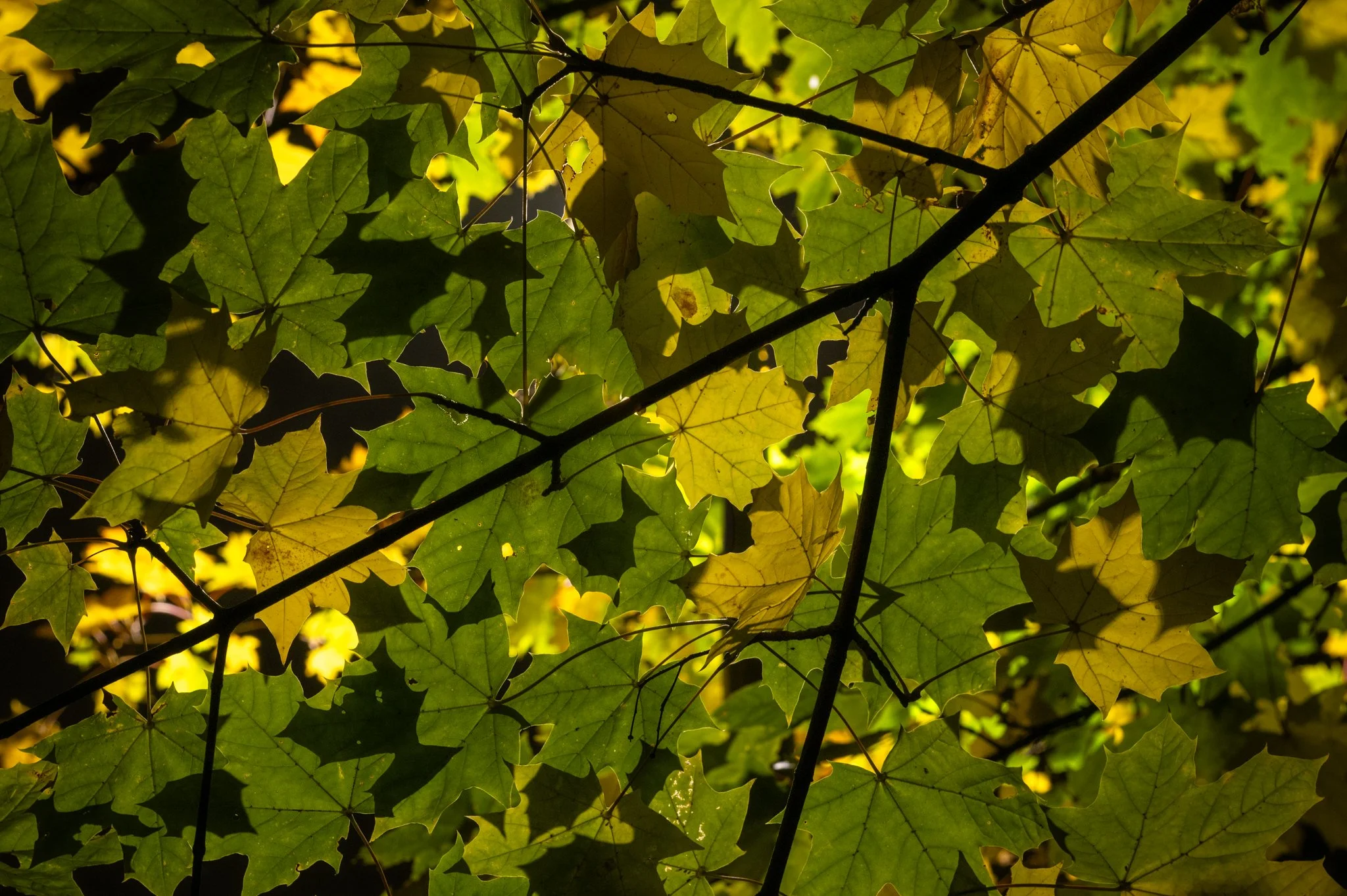 Leaves_synthesis_MillPond_141124-4853-FB-4853.jpg