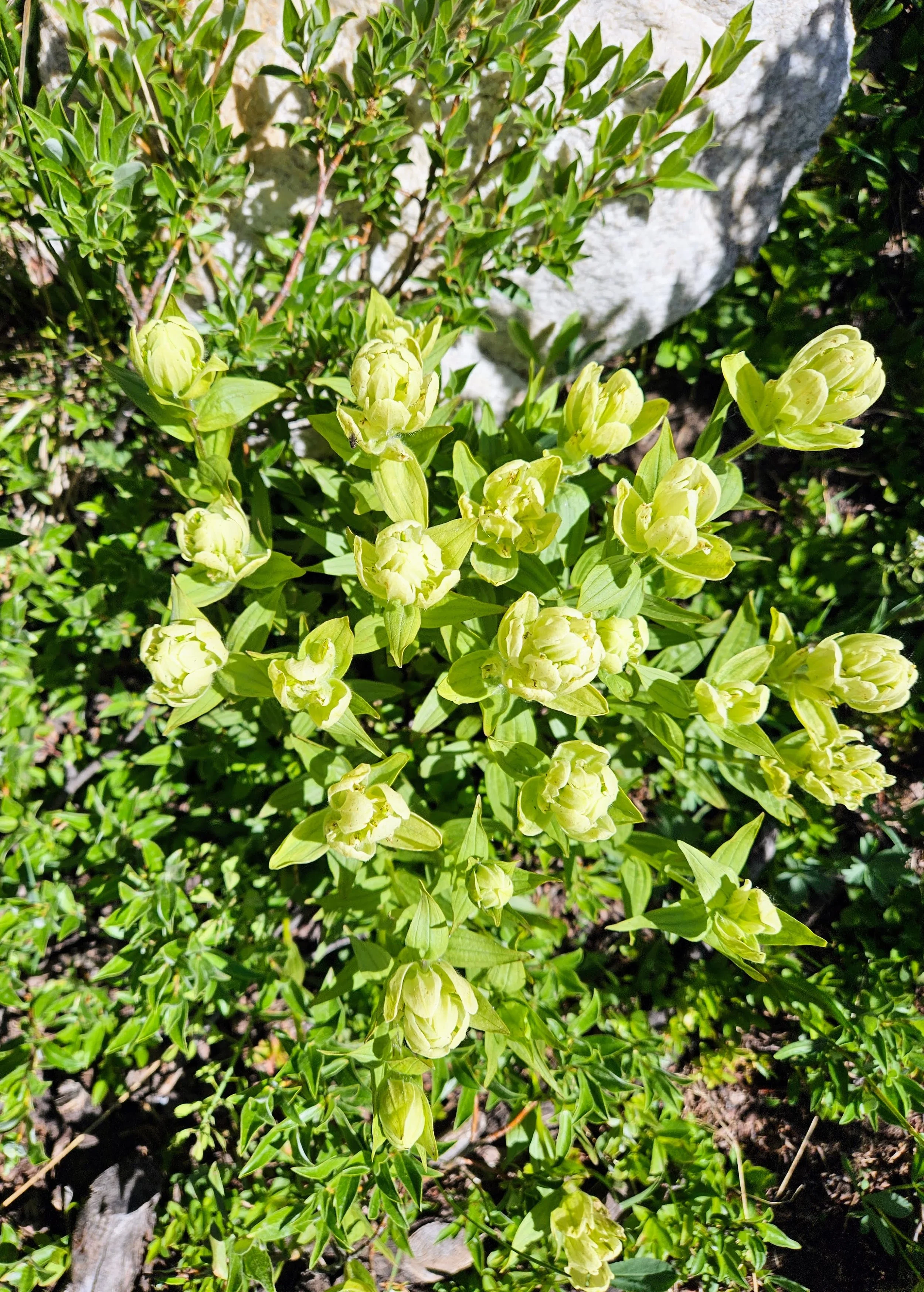 To Love Husband and Children (Part 4 – Titus 2:3-5)