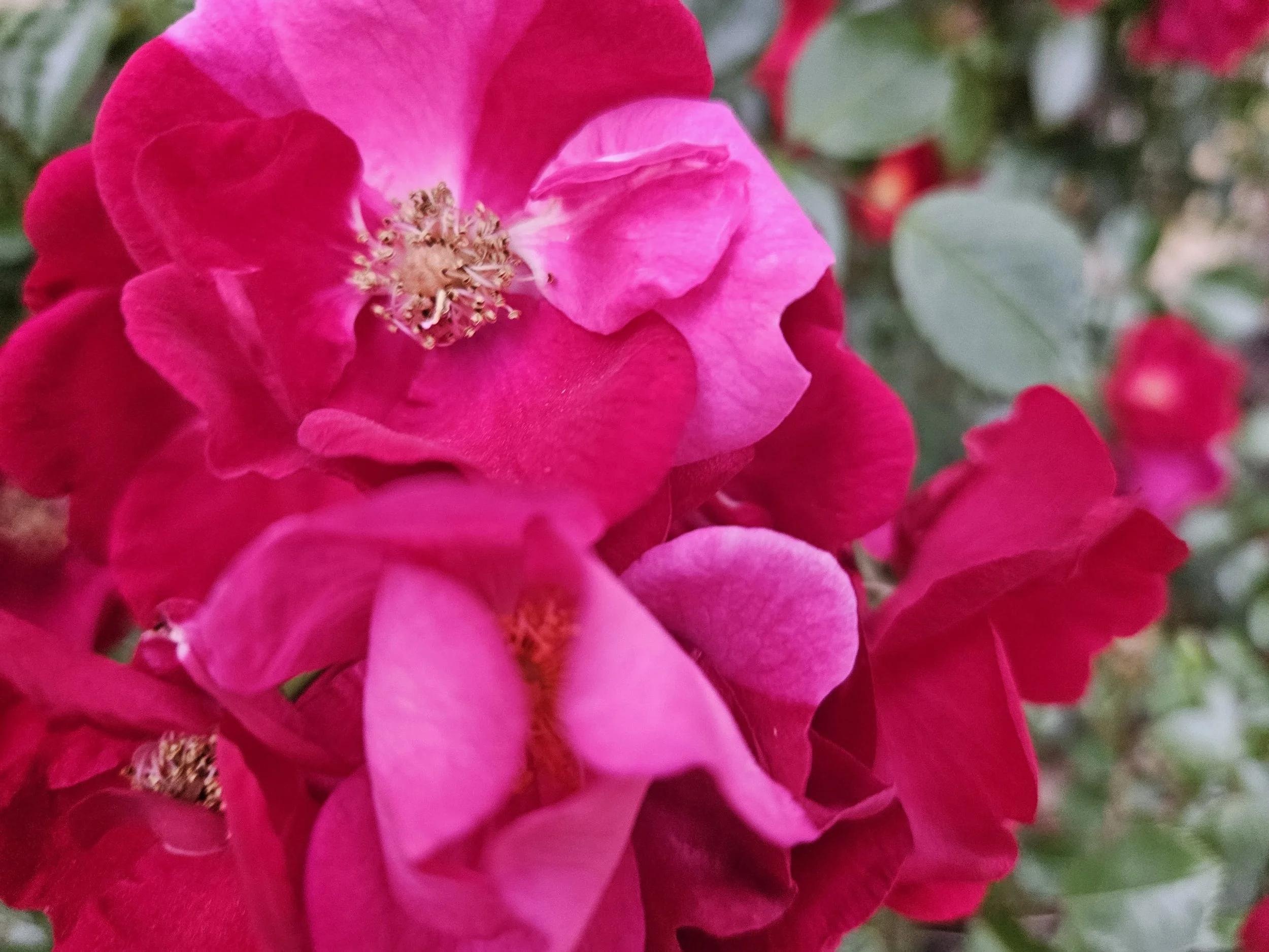 Adapting to My Husband (Part 6 – Titus 2:3-5)