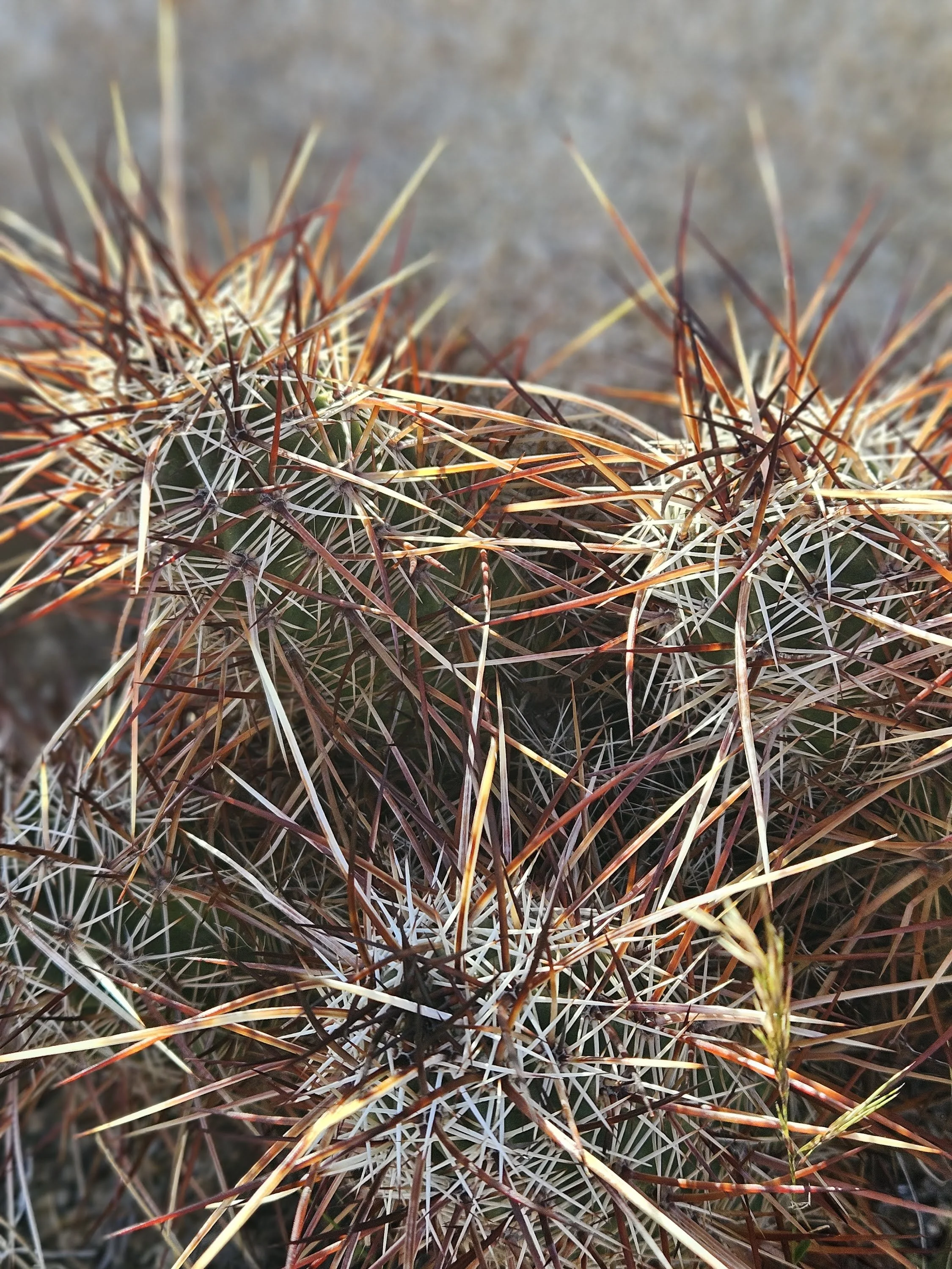 Adventures in Generosity: Ninja Generosity