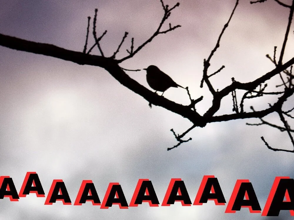 En fågel skriker oroligt.