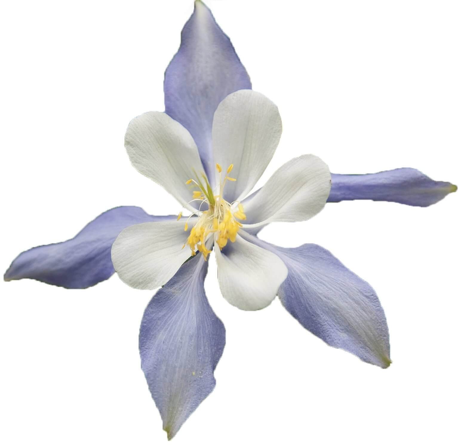 Vit lavendelblomma som en metafor för frid och hopp.
