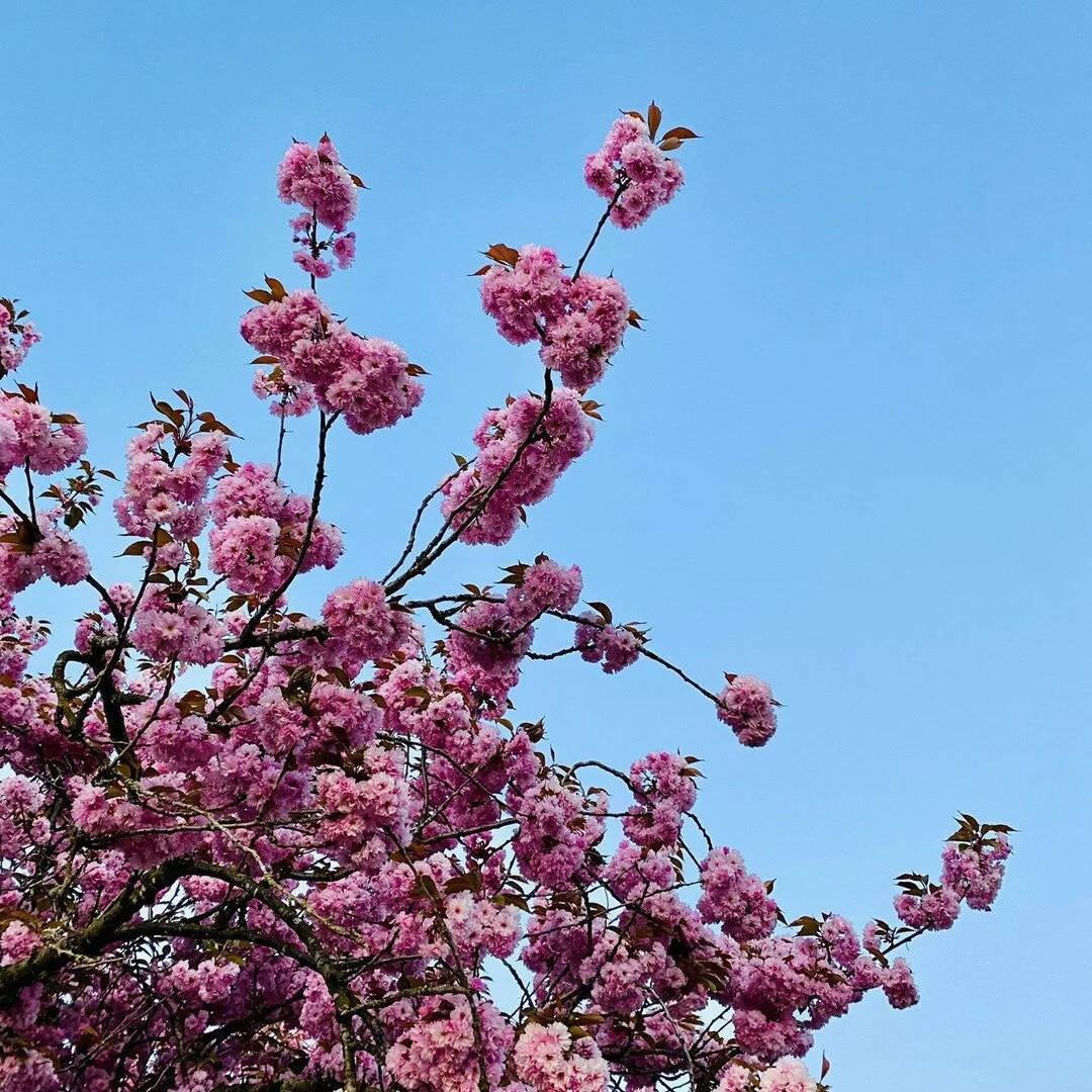 If you're looking for something to listen to on this Earth Day 2021, try our recent episode &quot;Consider the Lilies&quot;. We spoke with Leah Kostamo from @arochacanada about environmentalism and conservatism - a perfect pairing to mark this day. ?