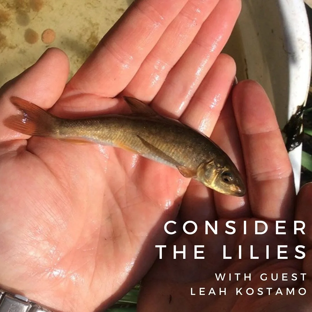 Jesus often used metaphors from creation in his teachings. He used tangible things like dirt and spit to bring healing. 

This week the cupboard is joined by Leah Kostamo from A Rocha Canada. We speak about astonishment, conservation, environmentalis