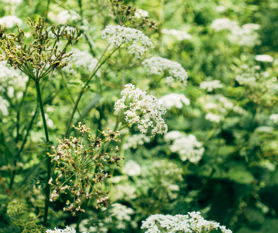 Land-Based Healing and Wellness with Lauren Aldred