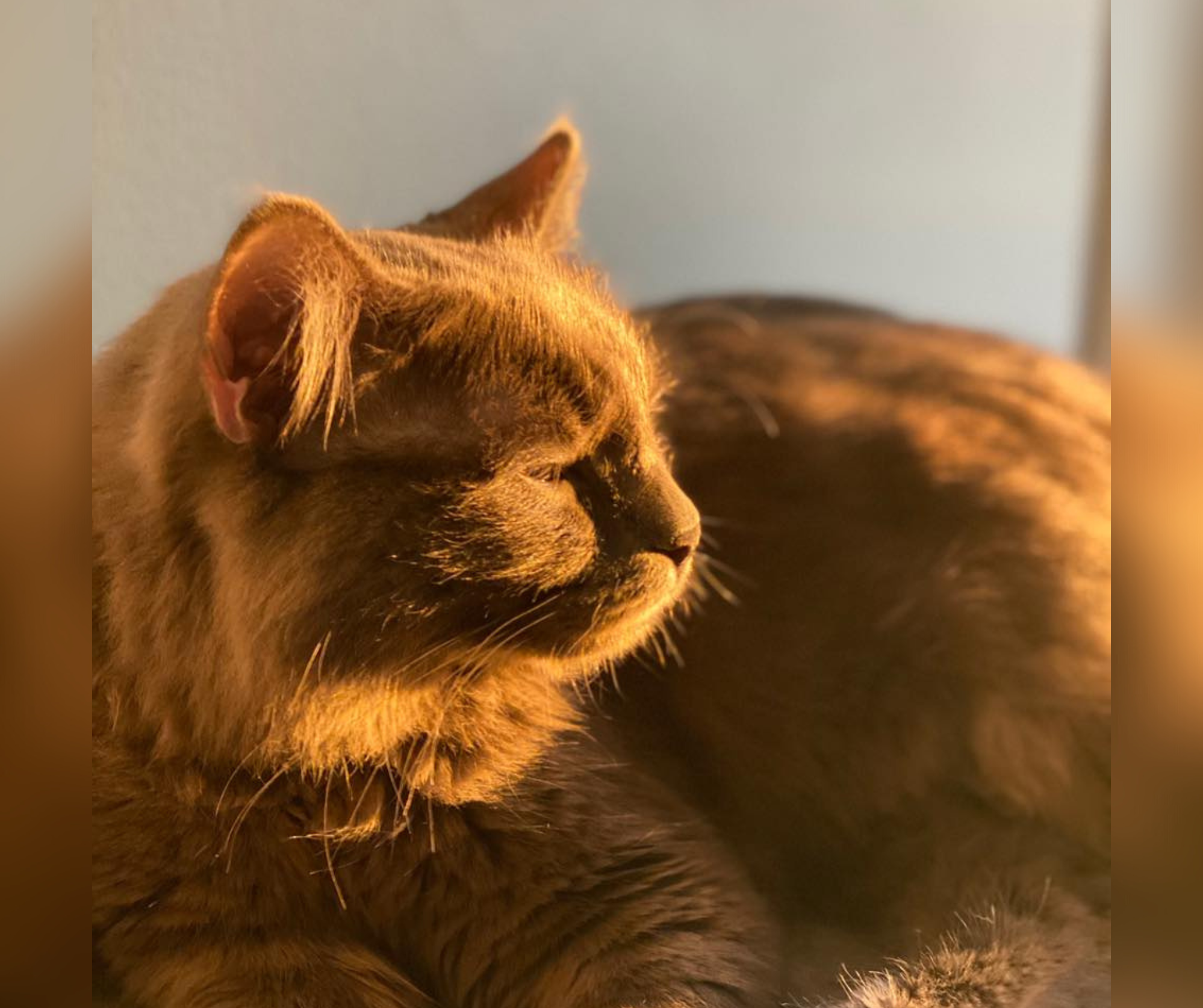 Host Only: Is God Like a Cat?