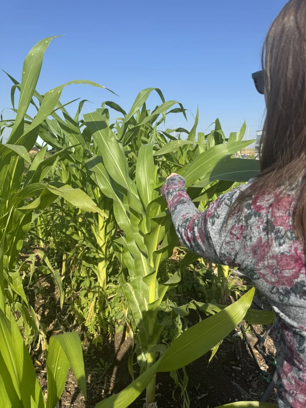 The experimental corn