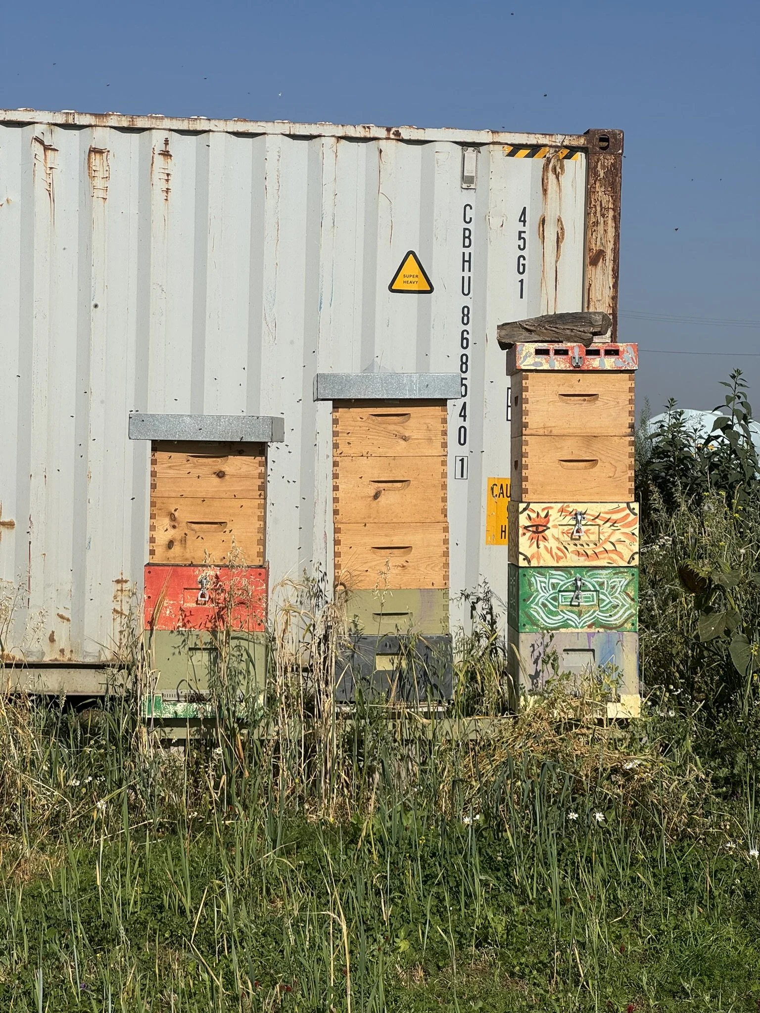 The bees (at a safe distance)