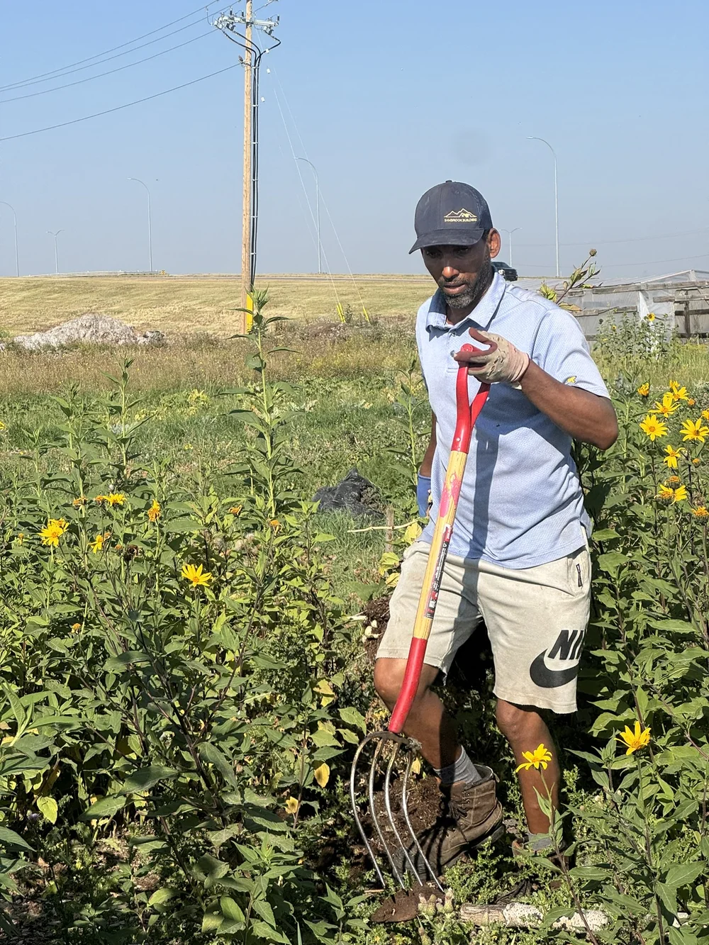 Girmay tending the sunchokes