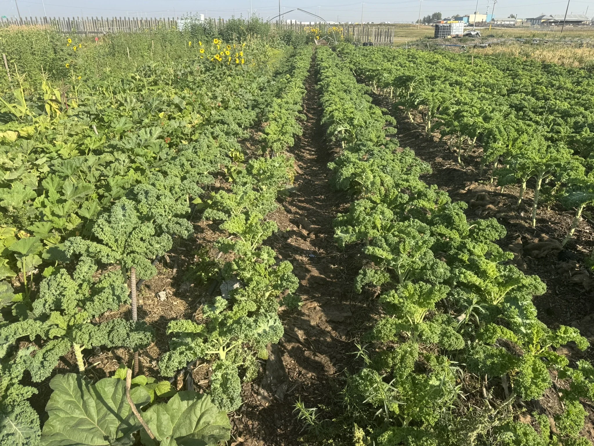 Girmay's Market Garden