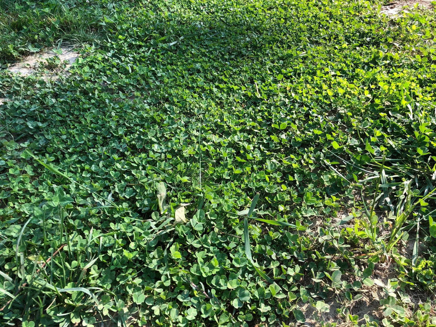 Clover 4 months after sowing on bare ground.