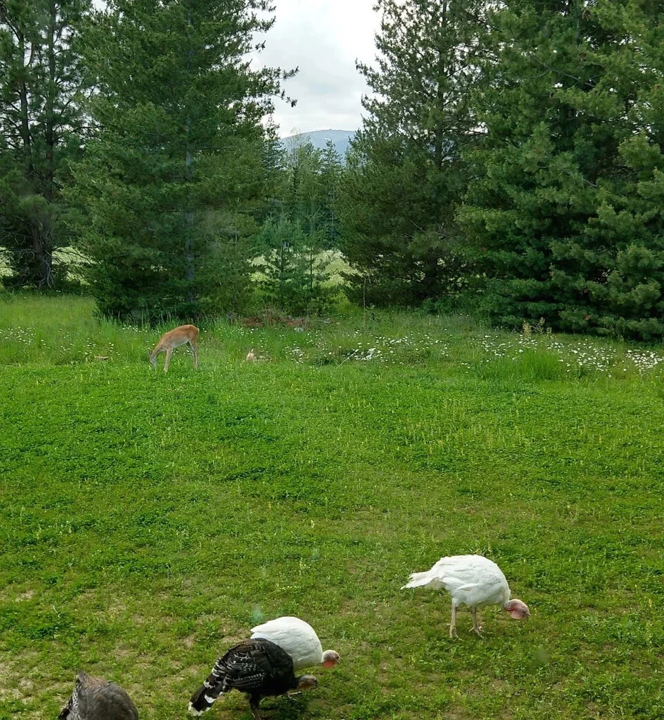 Newly sown clover is a delicious forage!