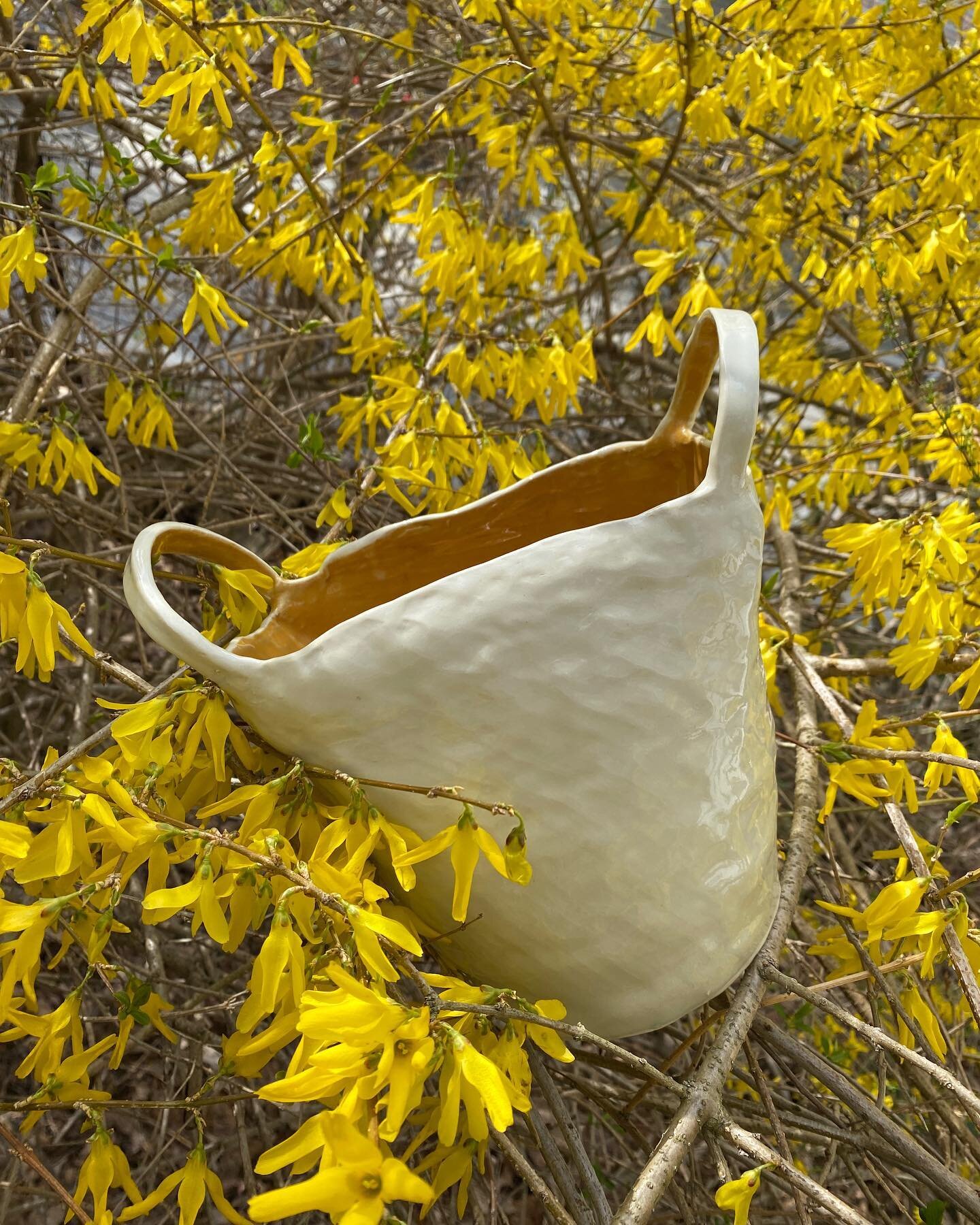 Celebrating spring blossoms
💛
White Stoneware &ldquo;basket&rdquo; with clear glazed exterior and goldenrod yellow interior glaze resting in blossoming forsythia branches, 2021 
💛
Missing making things but also making meaning each day in my own way