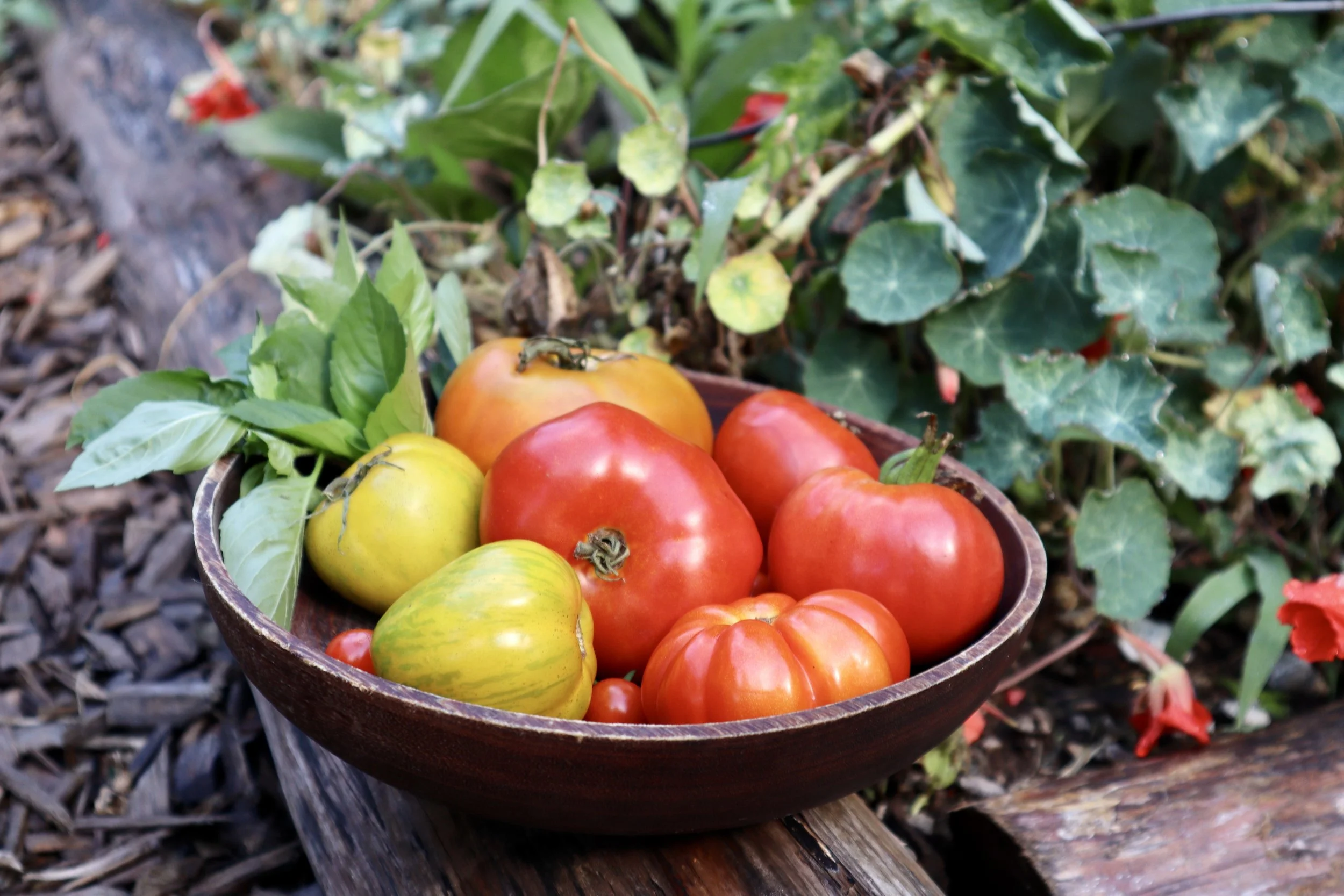Summer Caprese Salad