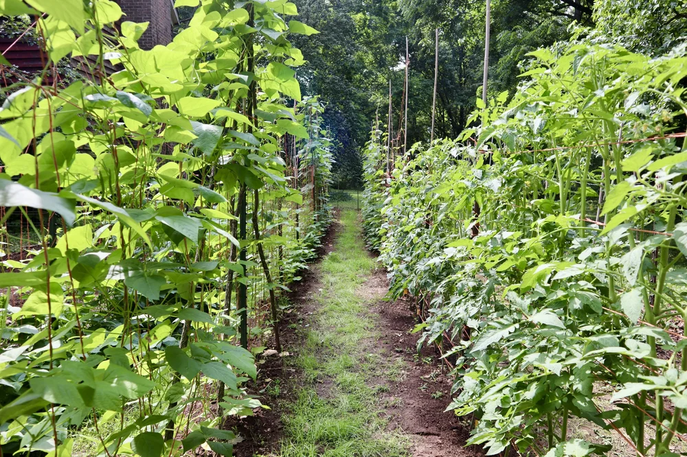 Stalks & Vines — Holly Hill