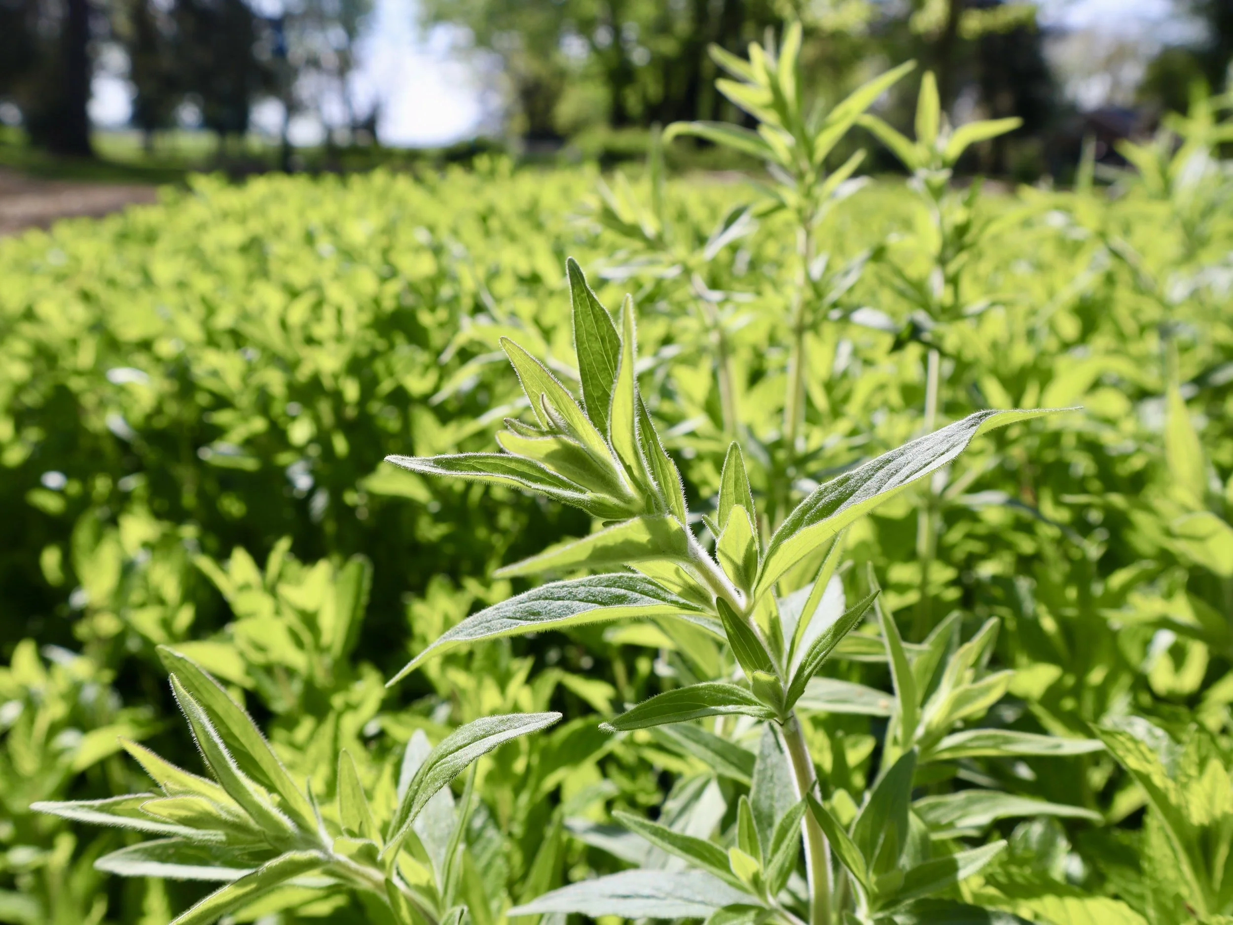 mint-more-holly-hill